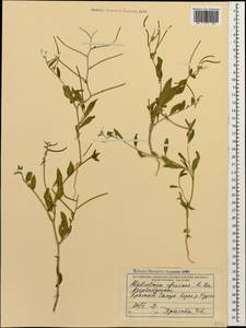 Strigosella africana (L.) Botsch., Caucasus, Azerbaijan (K6) (Azerbaijan)