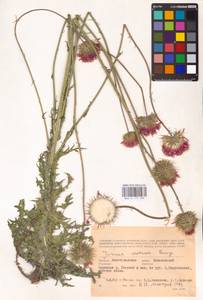 Jurinea cretacea Bunge, Eastern Europe, Lower Volga region (E9) (Russia)