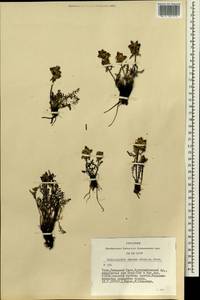 Pedicularis amoena Adams ex Steven, Siberia, Altai & Sayany Mountains (S2) (Russia)