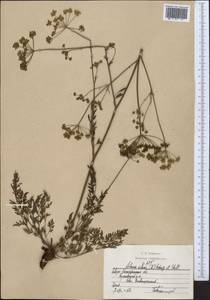 Silaum silaus (L.) Schinz & Thell., Middle Asia, Northern & Central Kazakhstan (M10) (Kazakhstan)