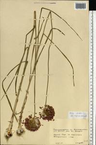 Allium rotundum L., Eastern Europe, Lower Volga region (E9) (Russia)