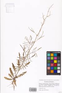 Sisymbrium altissimum L., Eastern Europe, Moscow region (E4a) (Russia)