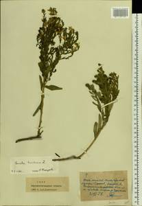 Genista tinctoria L., Eastern Europe, North Ukrainian region (E11) (Ukraine)