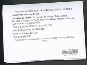 Encalypta procera Bruch, Bryophytes, Bryophytes - Russian Far East (excl. Chukotka & Kamchatka) (B20) (Russia)