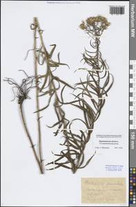 Galatella sedifolia subsp. sedifolia, Eastern Europe, Central forest-and-steppe region (E6) (Russia)
