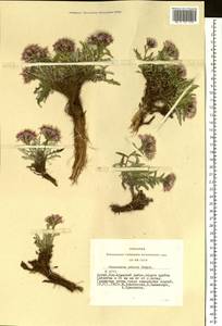 Saussurea pricei N. D. Simpson, Siberia, Altai & Sayany Mountains (S2) (Russia)