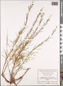 Artemisia salsoloides Willd., Eastern Europe, Central forest-and-steppe region (E6) (Russia)