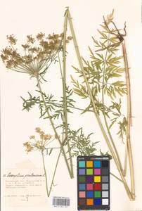 Silphiodaucus prutenicus subsp. prutenicus, Eastern Europe, Moscow region (E4a) (Russia)