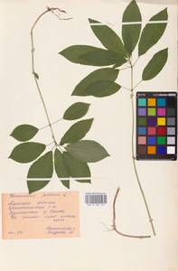 Mercurialis perennis L., Eastern Europe, Central region (E4) (Russia)