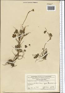Ranunculus natans C. A. Mey., Middle Asia, Western Tian Shan & Karatau (M3) (Kyrgyzstan)