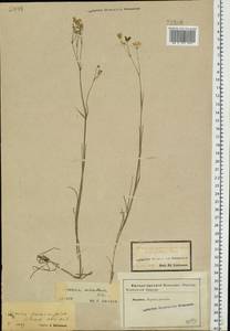 Eremogone saxatilis (L.) Ikonn., Eastern Europe, Central forest-and-steppe region (E6) (Russia)