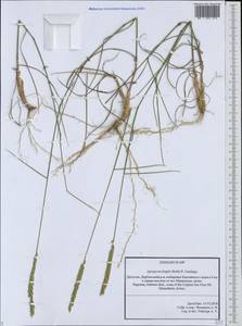Agropyron fragile (Roth) P.Candargy, Caucasus, Dagestan (K2) (Russia)