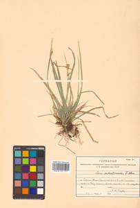 Carex pisiformis var. pisiformis, Siberia, Russian Far East (S6) (Russia)