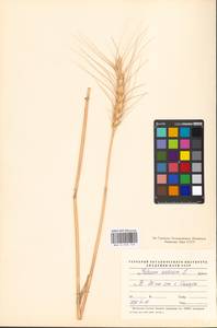 Triticum aestivum L., Eastern Europe, Middle Volga region (E8) (Russia)