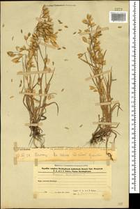 Bromus briziformis Fisch. & C.A.Mey., Caucasus, Azerbaijan (K6) (Azerbaijan)