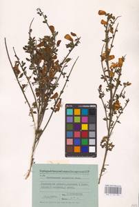 Cytisus scoparius (L.) Link, Eastern Europe, Belarus (E3a) (Belarus)