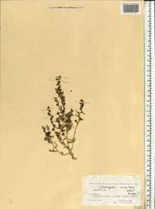 Climacoptera crassa M. Bieb., Eastern Europe, Lower Volga region (E9) (Russia)