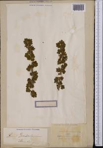 Ribes aciculare Sm., Middle Asia, Syr-Darian deserts & Kyzylkum (M7) (Uzbekistan)