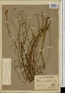 Tripleurospermum disciforme (C. A. Mey.) Sch. Bip., Caucasus (no precise locality) (K0)