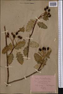 Hedlundia turkestanica (Hedl.) Mezhenskyj, Middle Asia, Pamir & Pamiro-Alai (M2) (Tajikistan)