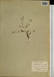 Rorippa palustris (L.) Besser, Siberia, Baikal & Transbaikal region (S4) (Russia)