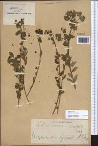 Euphorbia alatavica Boiss., South Asia, South Asia (Asia outside ex-Soviet states and Mongolia) (ASIA) (China)