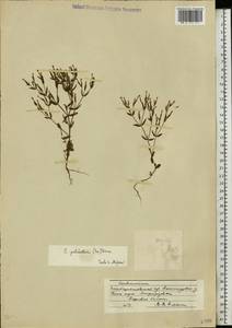 Centaurium pulchellum (Sw.) Druce, Eastern Europe, South Ukrainian region (E12) (Ukraine)