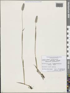 Alopecurus pratensis L., Eastern Europe, Central forest-and-steppe region (E6) (Russia)