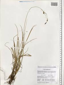 Carex panicea L., Eastern Europe, Northern region (E1) (Russia)