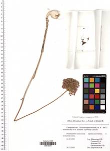 Allium delicatulum Siev. ex Schult. & Schult.f., Eastern Europe, Middle Volga region (E8) (Russia)
