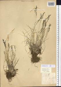 Poa glauca Vahl, Siberia, Baikal & Transbaikal region (S4) (Russia)