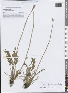 Oreomecon pseudocanescens (Popov) Galasso, Banfi & Bartolucci, Siberia, Altai & Sayany Mountains (S2) (Russia)
