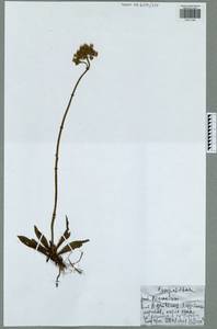 Pilosella caespitosa subsp. caespitosa, Eastern Europe, Central region (E4) (Russia)