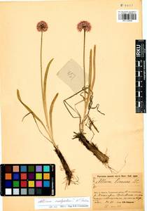 Allium malyschevii N.Friesen, Siberia, Baikal & Transbaikal region (S4) (Russia)