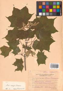 Acer pictum subsp. mayrii (Schwer.) H.Ohashi, Siberia, Russian Far East (S6) (Russia)
