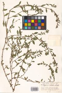 Polygonum arenastrum subsp. calcatum (Lindm.) Wissk., Eastern Europe, Moscow region (E4a) (Russia)