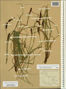 Carex melanostachya M.Bieb. ex Willd., Caucasus, Armenia (K5) (Armenia)