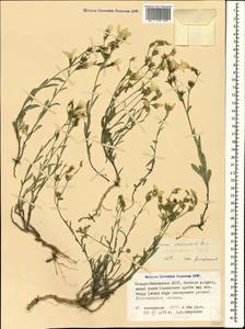 Linum mucronatum subsp. armenum (Bordzil.) P. H. Davis, Caucasus, North Ossetia, Ingushetia & Chechnya (K1c) (Russia)