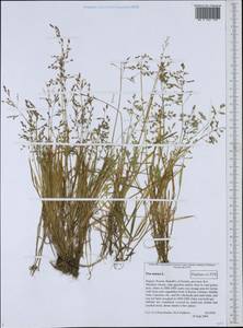 Poa annua L., Eastern Europe, Northern region (E1) (Russia)