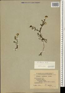 Anthemis cretica subsp. iberica (M. Bieb.) Grierson, Caucasus, Dagestan (K2) (Russia)
