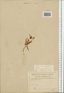 Ranunculus auricomus L., Eastern Europe, North-Western region (E2) (Russia)