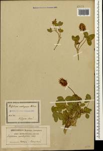 Trifolium ambiguum M.Bieb., Caucasus, Georgia (K4) (Georgia)