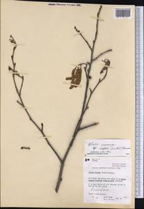 Alnus incana subsp. rugosa (Du Roi) R.T.Clausen, America (AMER) (Canada)