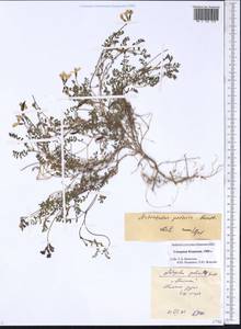 Astragalus polaris Benth., Siberia, Chukotka & Kamchatka (S7) (Russia)