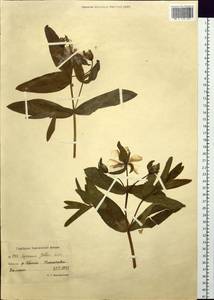 Hypericum ascyron subsp. gebleri (Ledeb.) N. Robson, Siberia, Chukotka & Kamchatka (S7) (Russia)