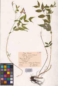 Lathyrus vernus (L.) Bernh., Eastern Europe, Northern region (E1) (Russia)