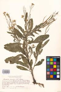 Brassica juncea (L.) Czern., Eastern Europe, Moscow region (E4a) (Russia)