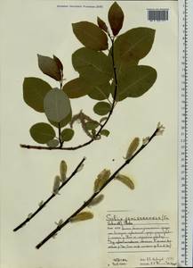 Salix jenisseensis (Fr. Schmidt) B. Floder., Eastern Europe, Northern region (E1) (Russia)