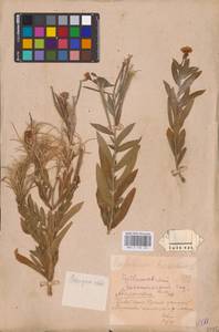 Epilobium hirsutum L., Eastern Europe, Middle Volga region (E8) (Russia)