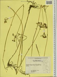 Allium ramosum L., Siberia, Russian Far East (S6) (Russia)